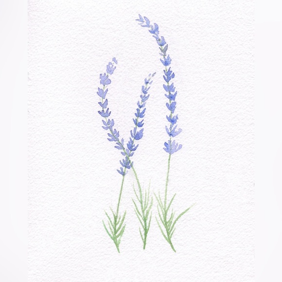 lavandula00